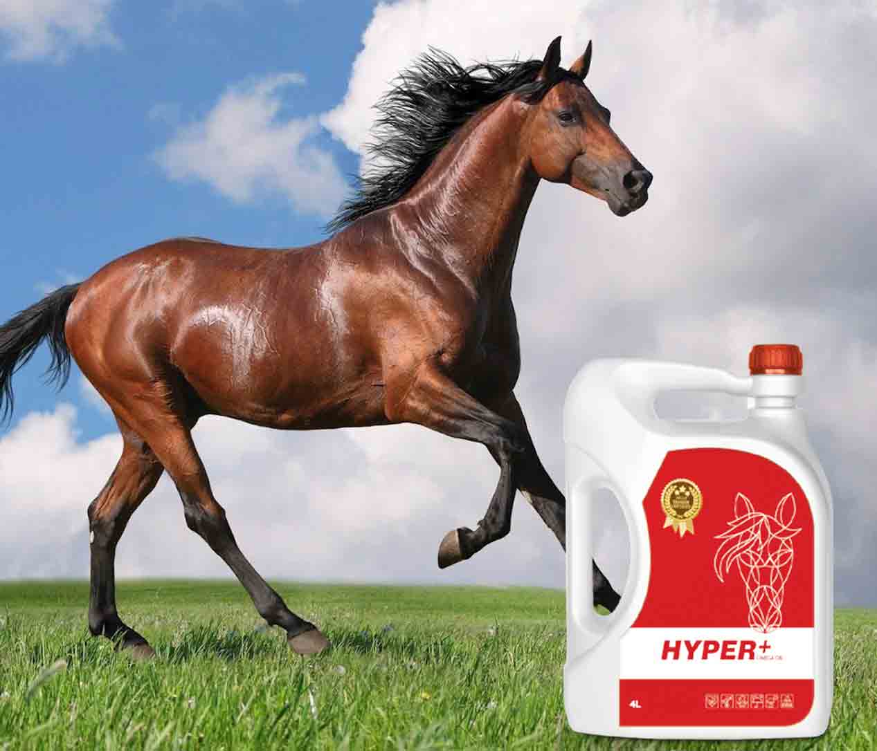 مزایای افزودن روغن به جیره‌ی اسب